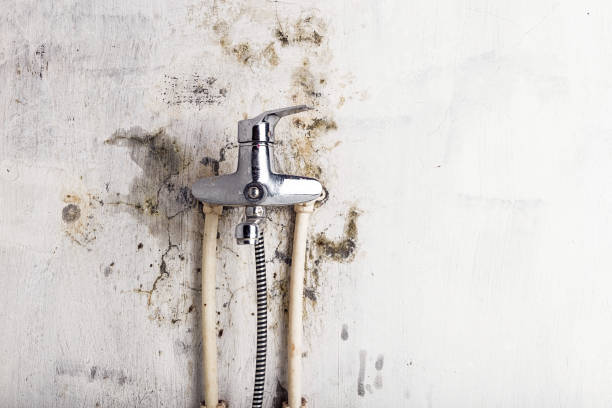 Best Mold Testing and Removal  in Vadnais Heights, MN