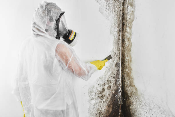 Vadnais Heights, MN Mold Removal Company