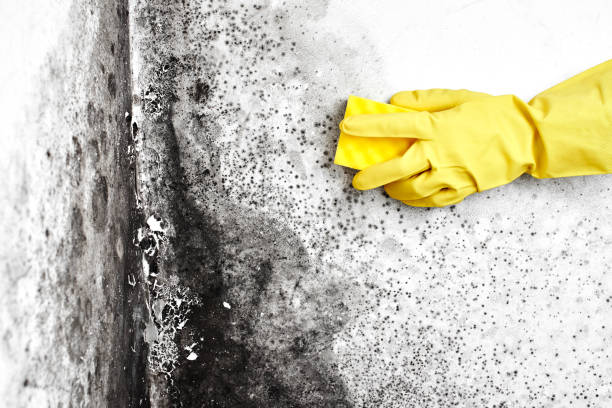 Mold Testing and Removal in Vadnais Heights, MN