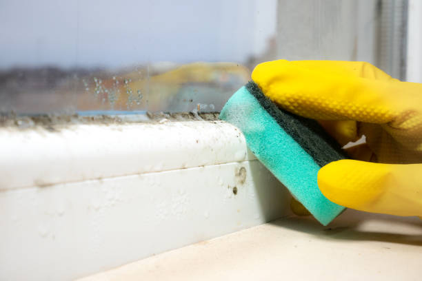 Professional Mold Removal in Vadnais Heights, MN