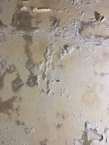 Best Mold Removal Near Me  in Vadnais Heights, MN
