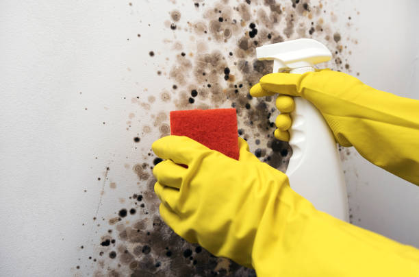 Best Local Mold Removal Service  in Vadnais Heights, MN