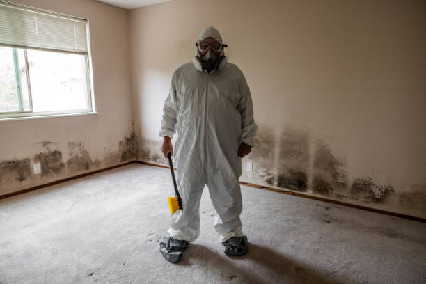Mold Removal Process in Vadnais Heights, MN