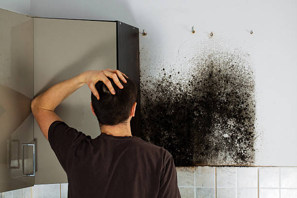 Best Mold Damage Repair  in Vadnais Heights, MN